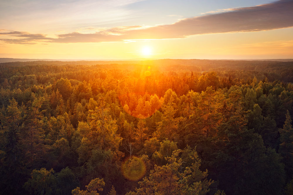 En bild på en skog ovanifrån.